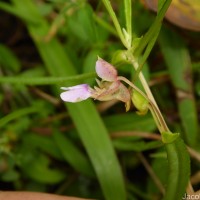 Impatiens oppositifolia L.